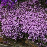 Thyme serphyllum 'Russettings'