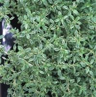 Thyme vulgaris 'Silver Posie'