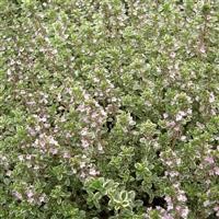 Thyme x citriodorus 'Silver Queen'