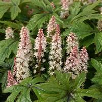 Tiarella 'Pink Skyrocket' (P)