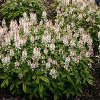 Tiarella 'Spring Symphony' (P)