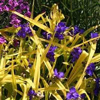 Tradescantia 'Blue 'n' Gold'