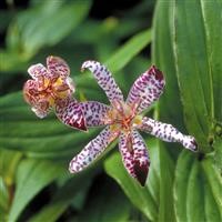 Tricyrtis formosana 'Empress'