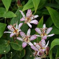 Tricyrtis formosana 'Pink Freckles' (P)