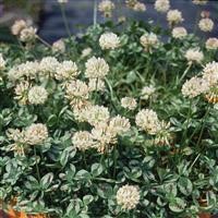 Trifolium repens 'Dragon's Blood'