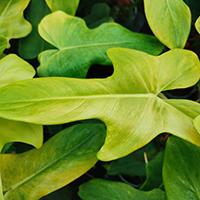Philodendron 'Bipinnatifidum Golden Violin' %