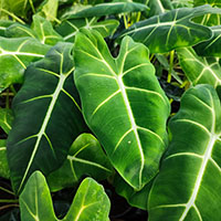 Alocasia 'Green Velvet Frydek' %