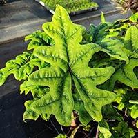 Alocasia 'Jacklyn' %