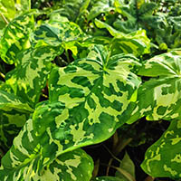 Caladium 'Hilo Beauty' %