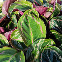 Calathea 'Medallion' %