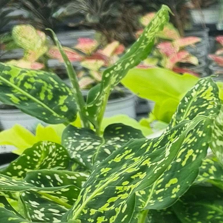 zoomable