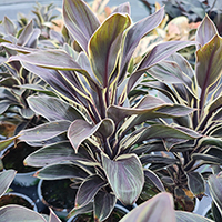 Cordyline 'fruticosa Chocolate Queen' %