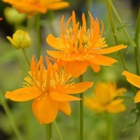 Trollius chinensis 'Golden Queen'