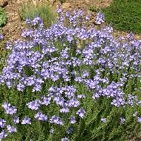 Veronica austriaca 'lonian Skies'