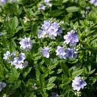 Veronica prostrata 'Spode Blue'