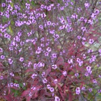 Verbena 'Bampton'