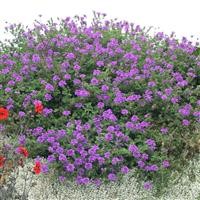 Verbena 'Homestead Purple'