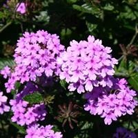 Verbena 'Seabrook's Lavender' (P)