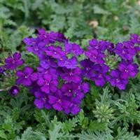 Verbena Vepita 'Blue Violet' (P)