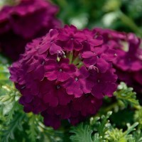 Verbena Vepita 'Dark Magenta' (VR)