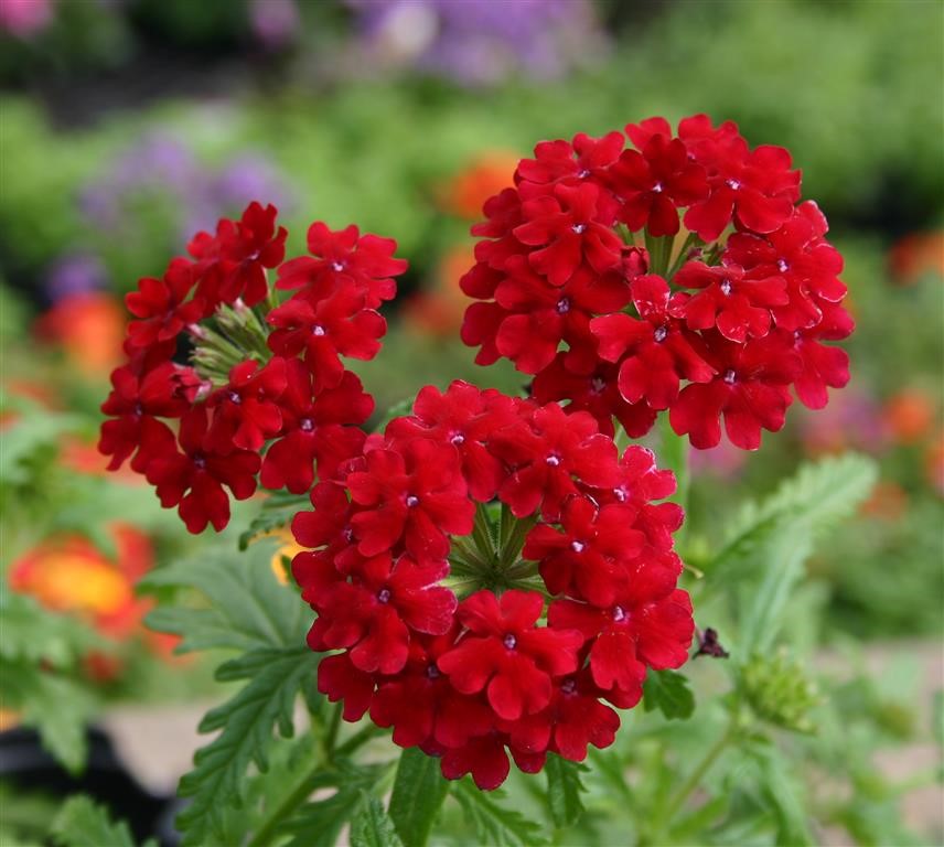 Verbena Vepita® 'Dark Red' (VR)