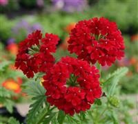 Verbena Vepita 'Dark Red' (VR)