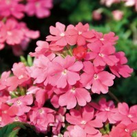 Verbena Vepita 'Pink' (P)