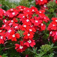Verbena Vepita 'Red-White' (P)