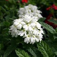 Verbena Vepita 'Polar' (VR)