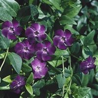 Vinca minor 'Bowles Purple'