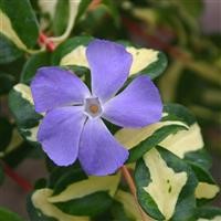 Vinca major 'Wojo's Gem'