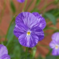 Viola 'Columbine'