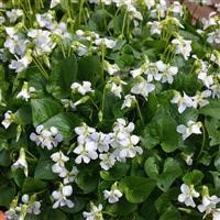 Viola sororia 'Freckles'