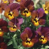 Viola 'Irish Molly'