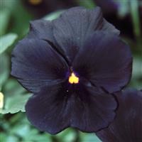 Viola 'Molly Sanderson'