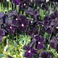 Viola 'Roscastle Black'