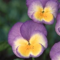 Viola 'Zoe'