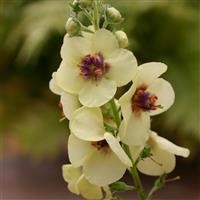 Verbascum 'Dark Eyes' (P)