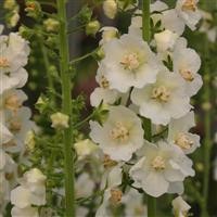 Verbascum phoeniceum 'Flush of White'