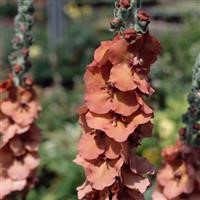 Verbascum 'Helen Johnson'