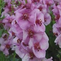 Verbascum 'Lavender Lass' (VR)