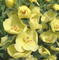 Verbascum 'Primrose Path' (VR)