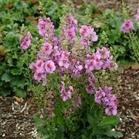 Verbascum 'Sugar Plum' (P)