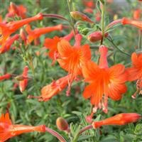 Zauschneria californica 'Glasnevin'