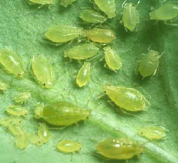 Aphids