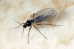 Sciarid flies