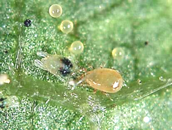 Spider mites