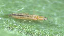 Thrips