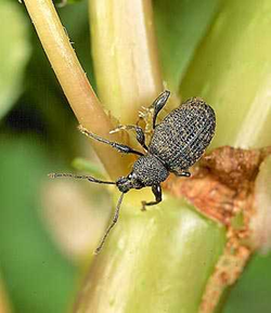 Vine weevil