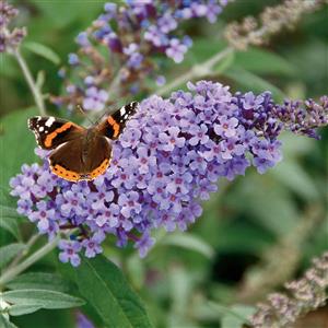 Plants that Attract Wildlife